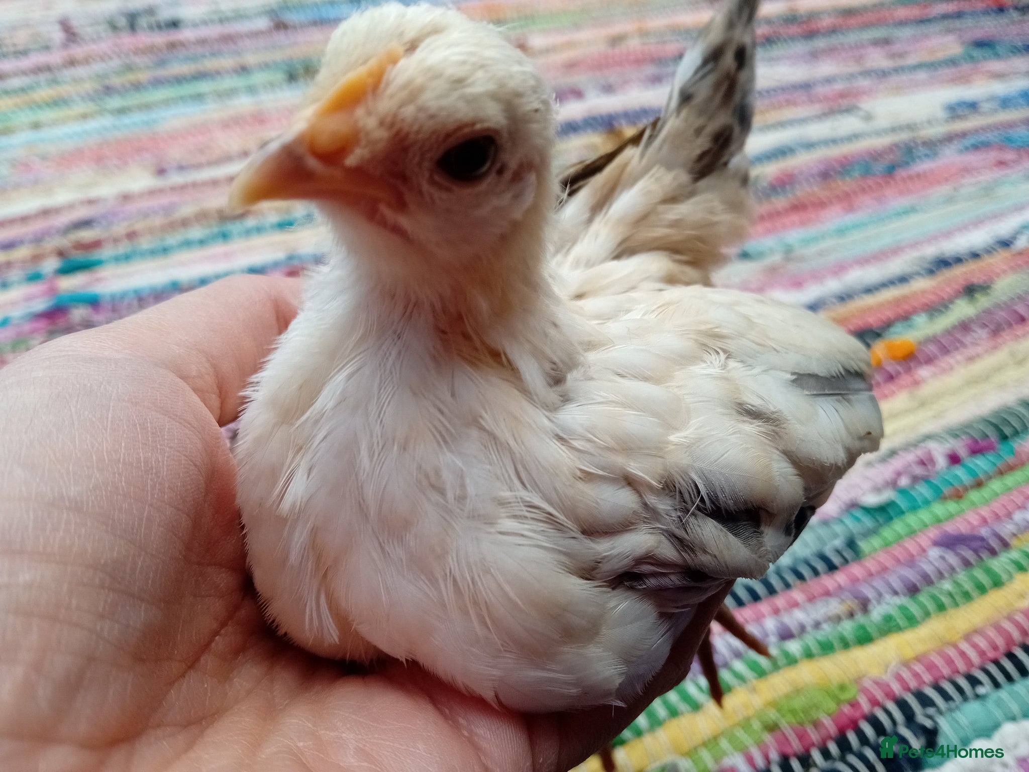 Chickens poultry Indoor Companion Chickens – Hand Tamed & Friendly - Advert 1