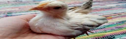 Chickens poultry for sale: Indoor Companion Chickens – Hand Tamed & Friendly - Advert 1