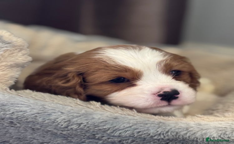 Cavalier King Charles Spaniel dogs - Advert 16