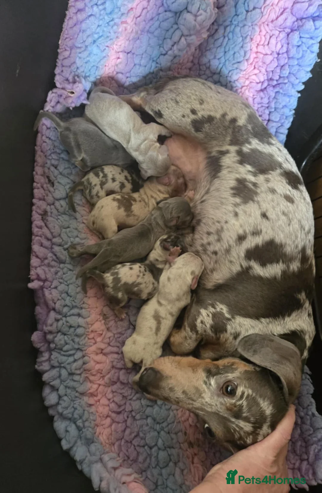 Miniature Dachshund dogs for stud: Halo Outstanding Isabella and Tan - Advert 8