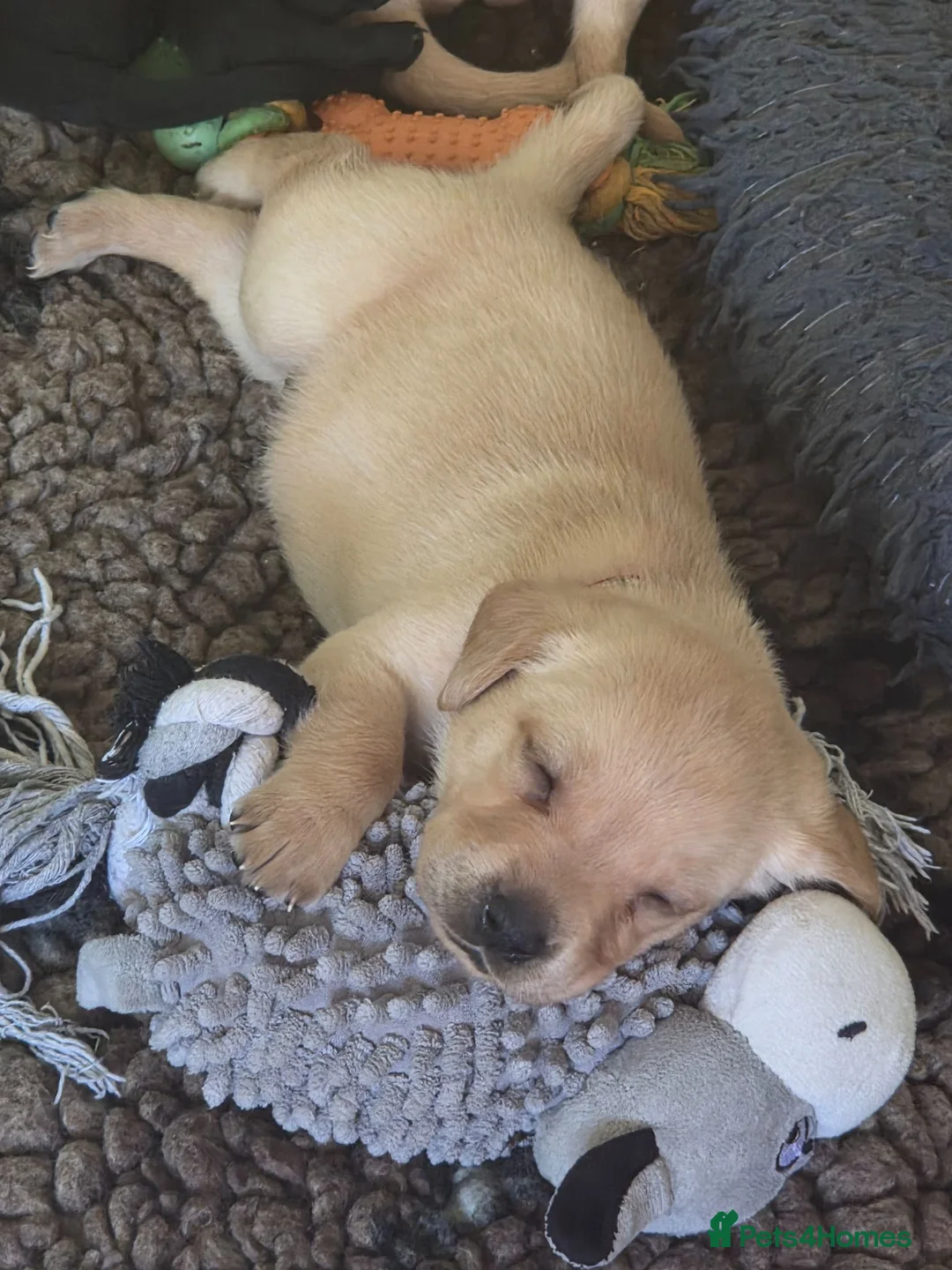 Labrador Retriever dogs for sale: Hips/elbows/eyes/dna/kc 5 star licensed - Advert 2