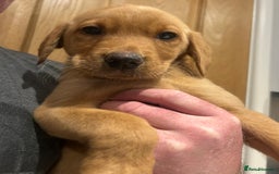 Labrador Retriever dogs for sale: KC registered red Labrador pups bitches only  - Image 12