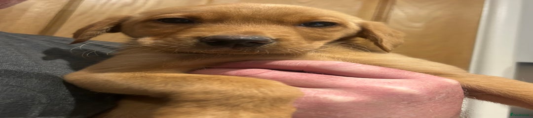 Labrador Retriever Puppy 6