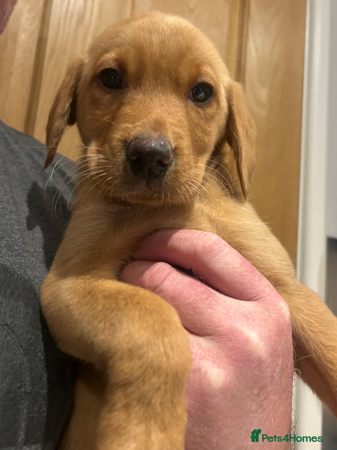 Labrador Retriever dogs for sale: KC registered red Labrador pups bitches only  - Image 12