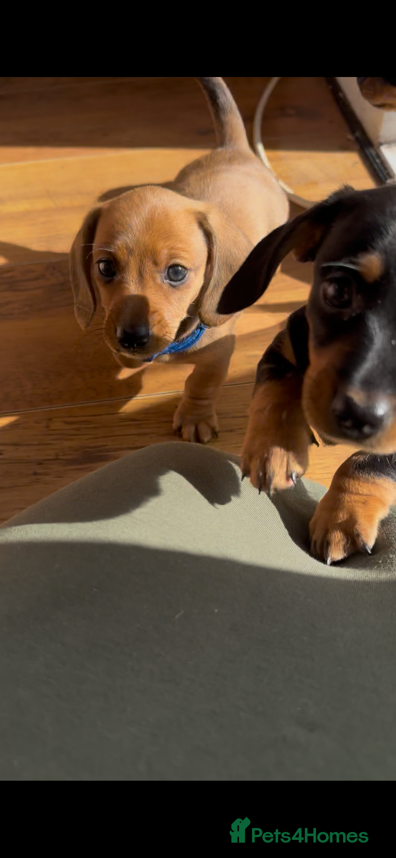 Miniature Dachshund dogs Your new best friend awaits🥰 5 gorgeous boys🩵 - Advert 17