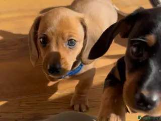 Miniature Dachshund dogs Your new best friend awaits🥰 5 gorgeous boys🩵 - Advert 17