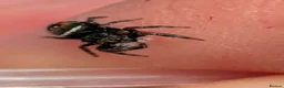 Spiders invertebrates for sale: Phiddipus carneus  - Advert 13