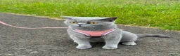 Brazilian Shorthair cats for sale: 3 Stunning Purebred British Shorthair kittens  - Advert 3