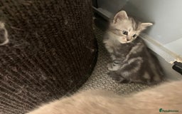 Burmese cats for sale: Burmese x British shorthair kittens  - Image 4