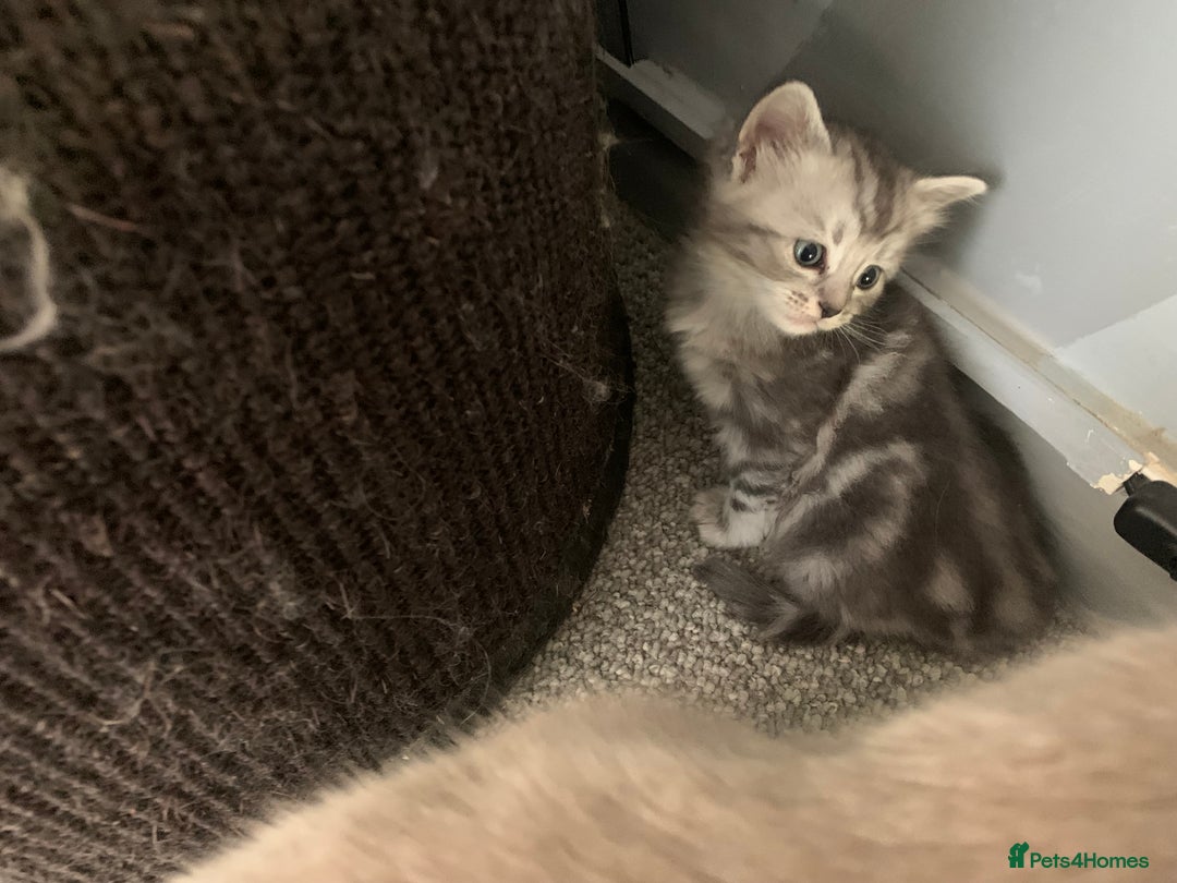 Burmese cats for sale: Burmese x British shorthair kittens  - Image 4