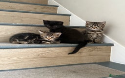 Mixed Breed cats for sale: British shorthair cross kittens  - Image 10