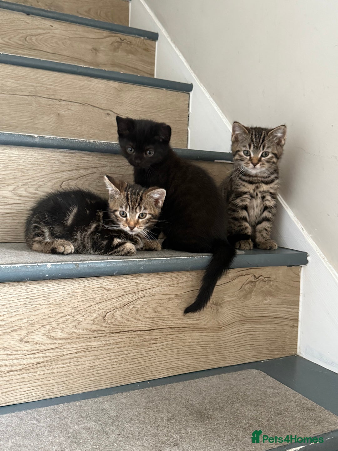 Mixed Breed cats for sale: British shorthair cross kittens  - Image 10
