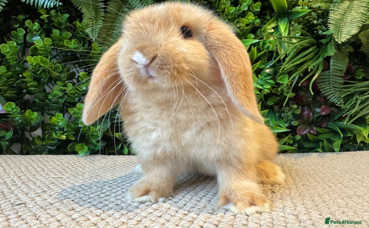 Mini Lop rabbits - Advert 5