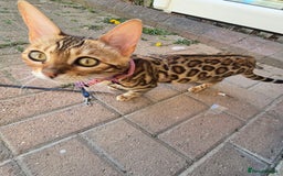 Bengal cats for sale: Female Bengal  - Image 2