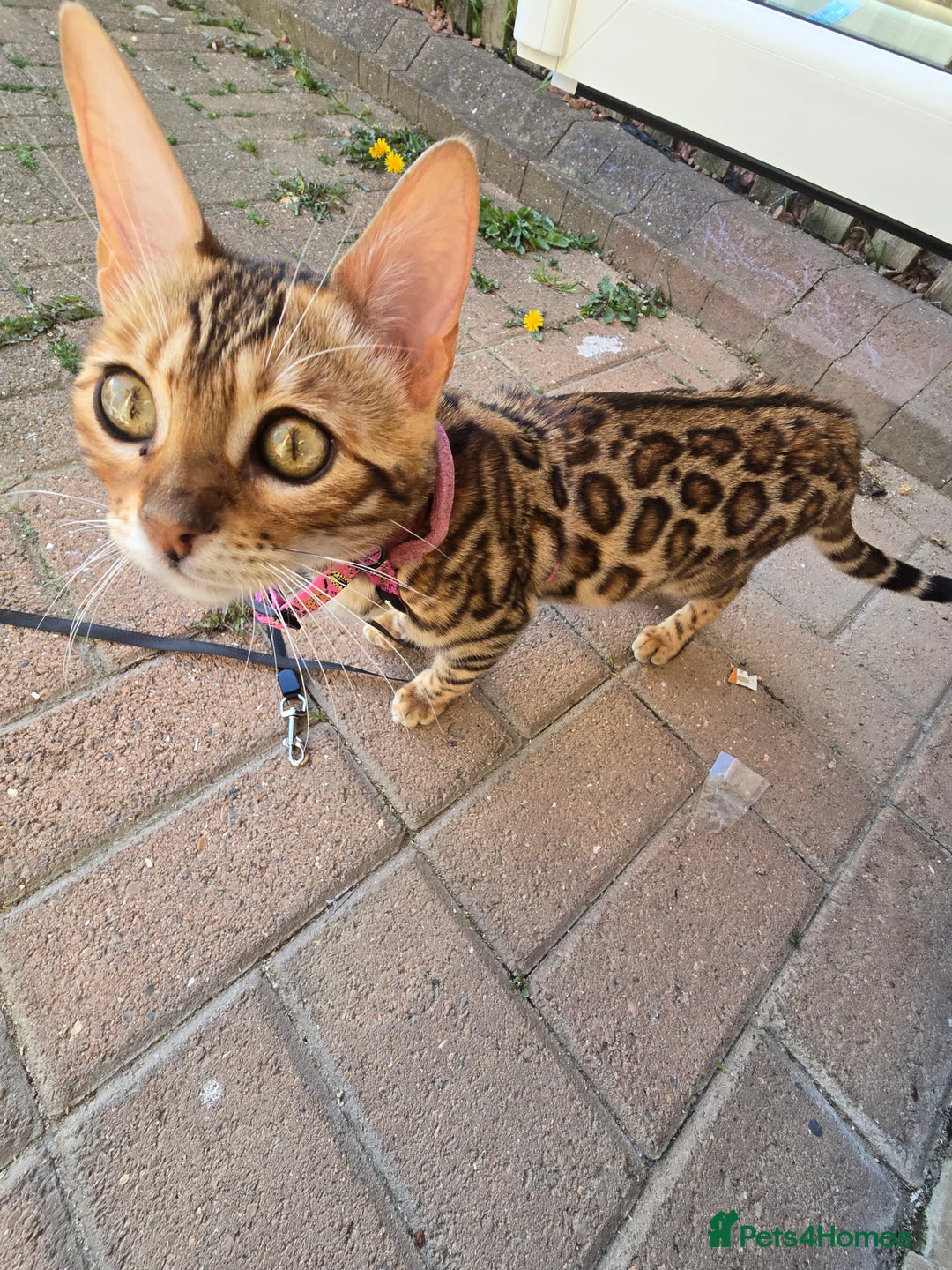 Bengal cats for sale: Female Bengal  - Image 2
