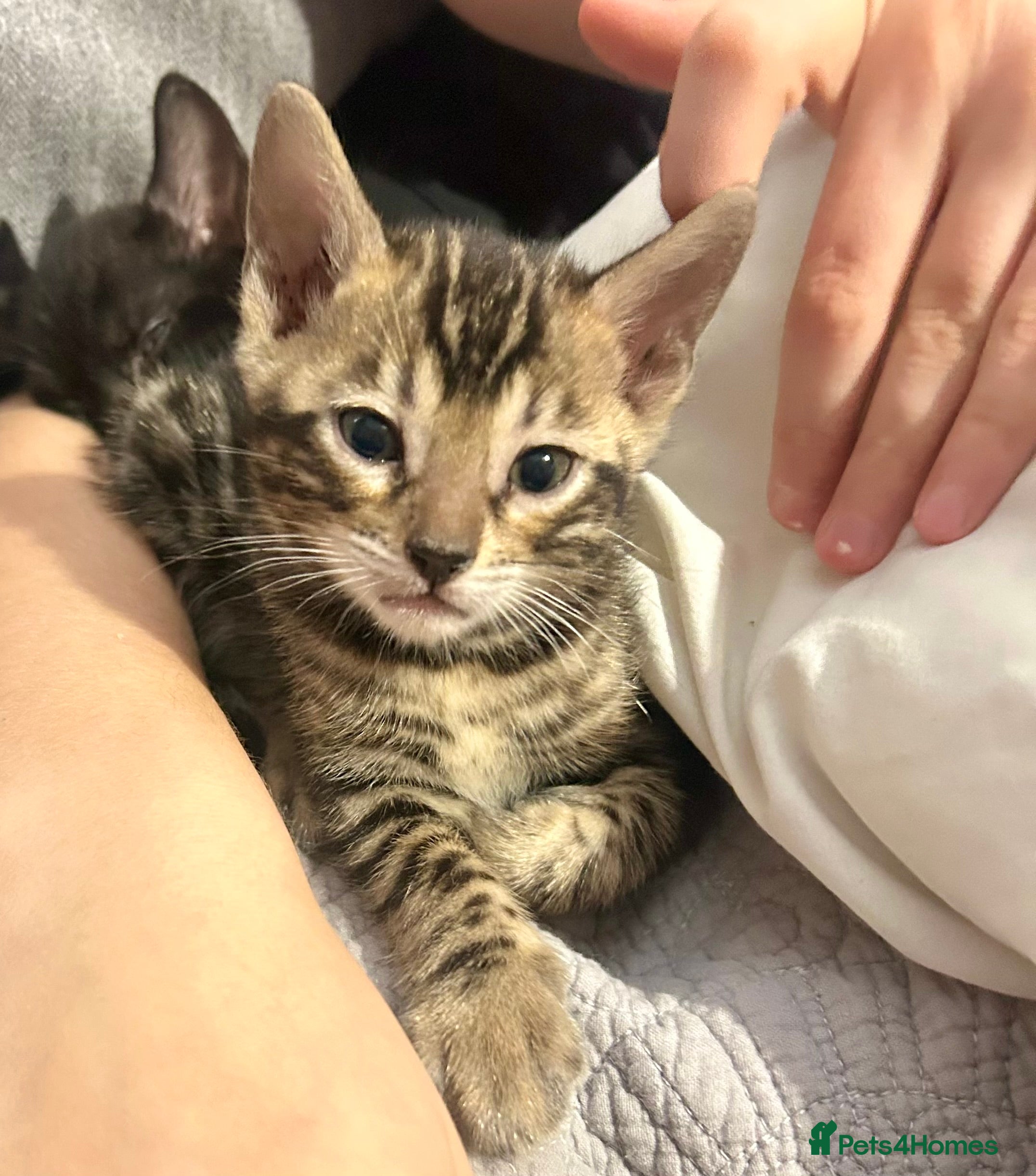 Bengal cats Last Stunning Bengal kitten ready for reservation  - Advert 1