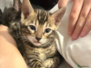 Bengal cats Last Stunning Bengal kitten ready for reservation - Advert 1