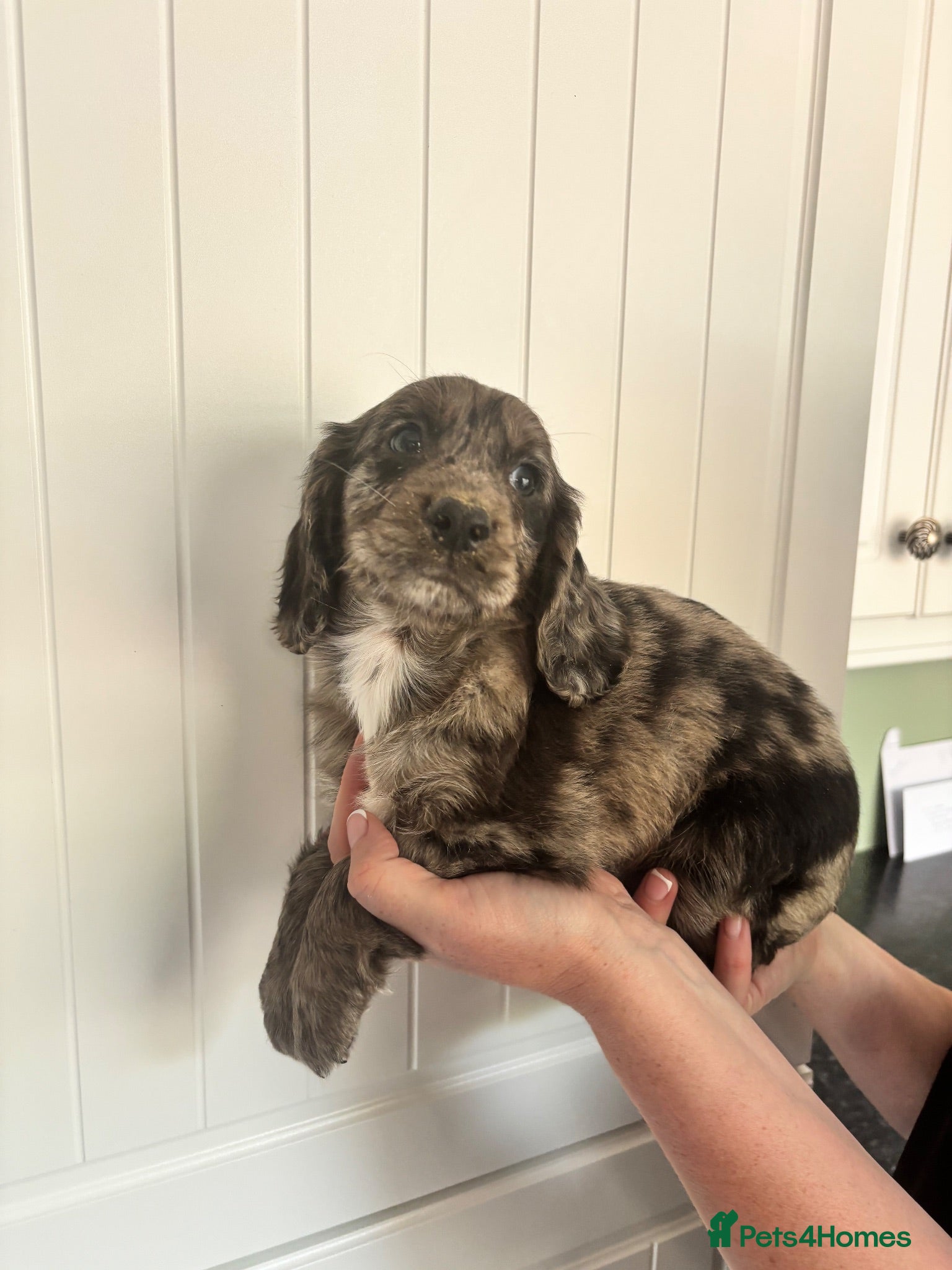 Cocker Spaniel dogs Beautiful cocker spaniel pups - Advert 18