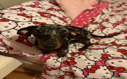 Dachshund dogs for sale: 1 year old male dachshund  - Image 3