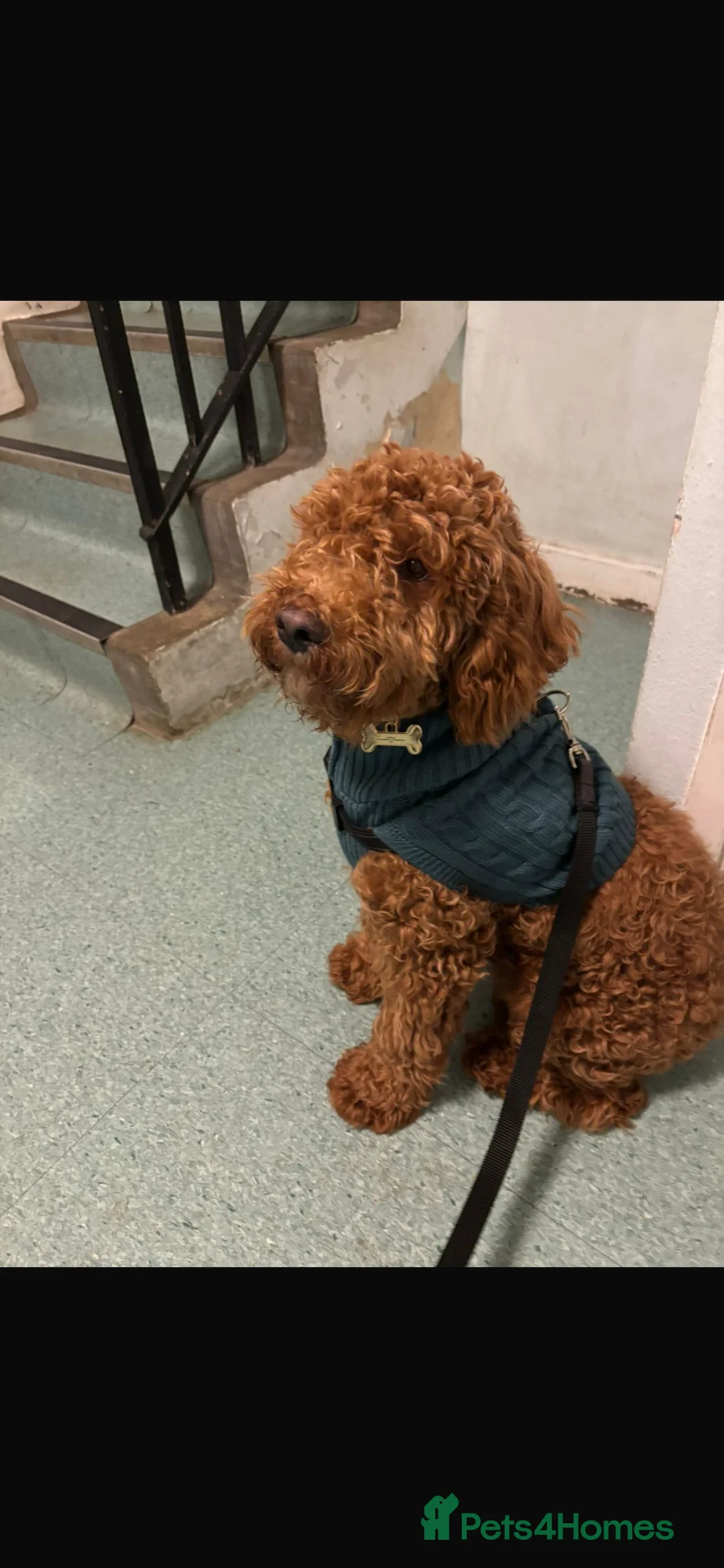 Cockapoo dogs for sale: Male Cockapoo  in Brighton - Advert 2