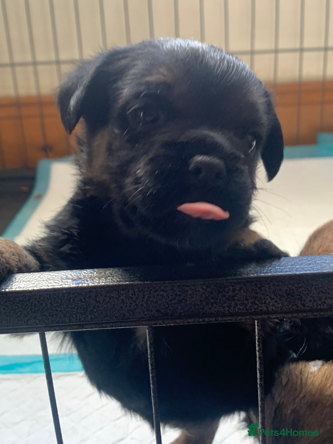 Border Terrier dogs for sale: Border terrier puppies  - Image 1
