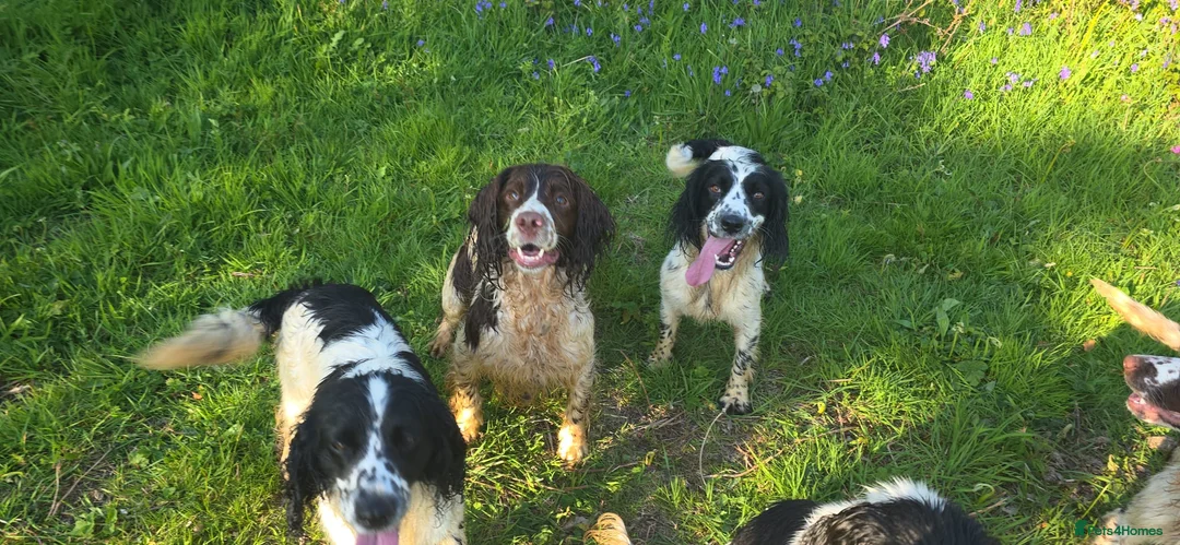 English Springer Spaniel dogs for adoption: Skye Black & White ESS 2 year old Adult  - Advert 2