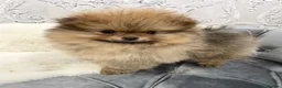 Pomeranian dogs for sale: OUTSTANDING KC BOYS AVALIBLE  in Brighton - Advert 2
