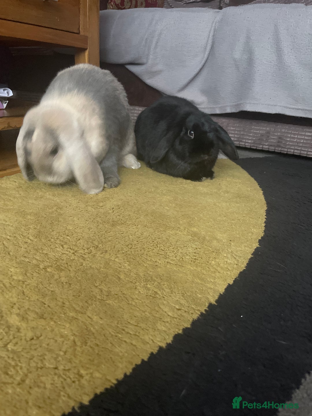 Mixed Breed rabbits for sale: Two bunnies  - Advert 5