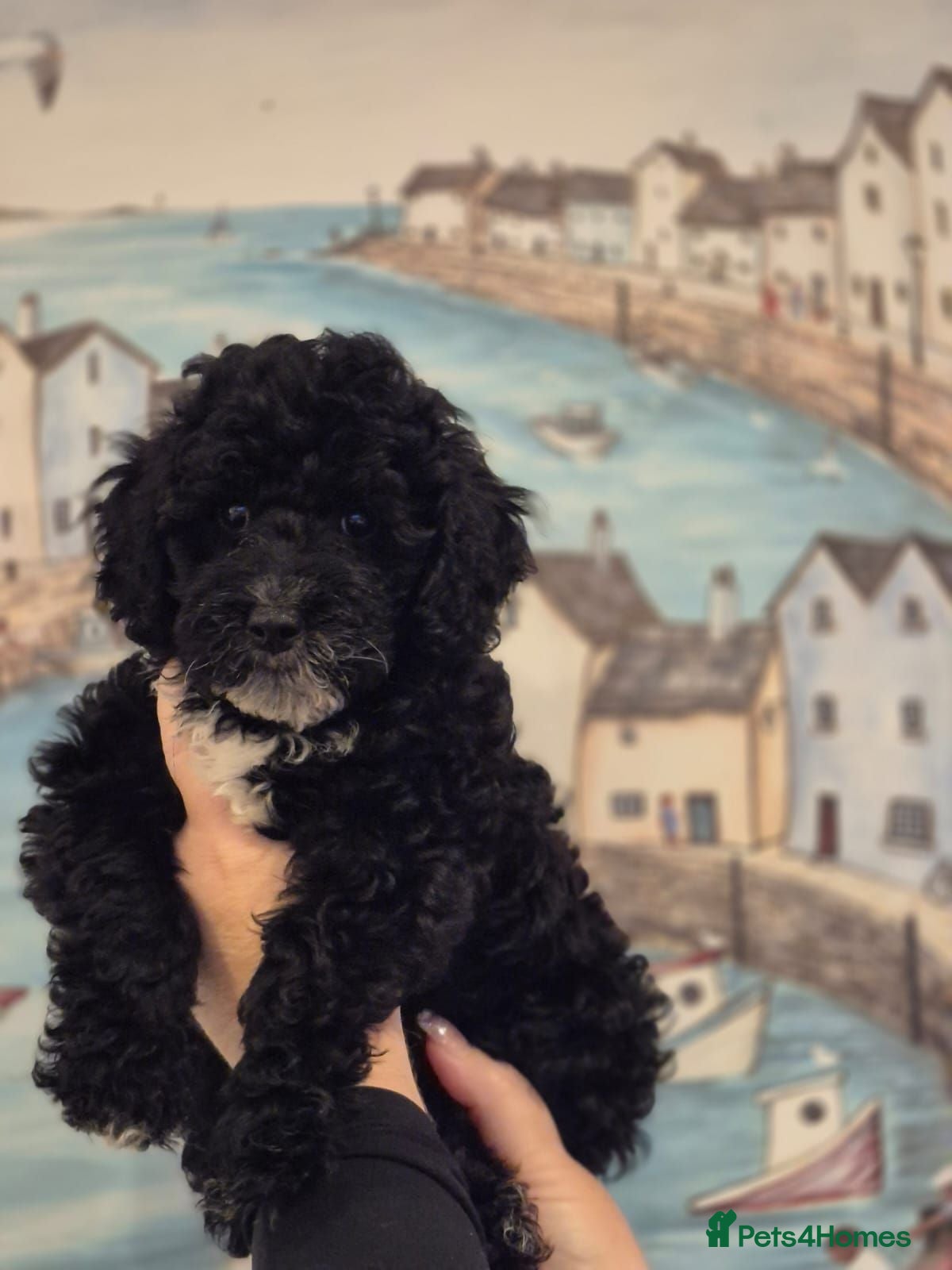 Lhasapoo dogs Ready to Leave Gorgeous Lhachon/Poodle - Advert 2