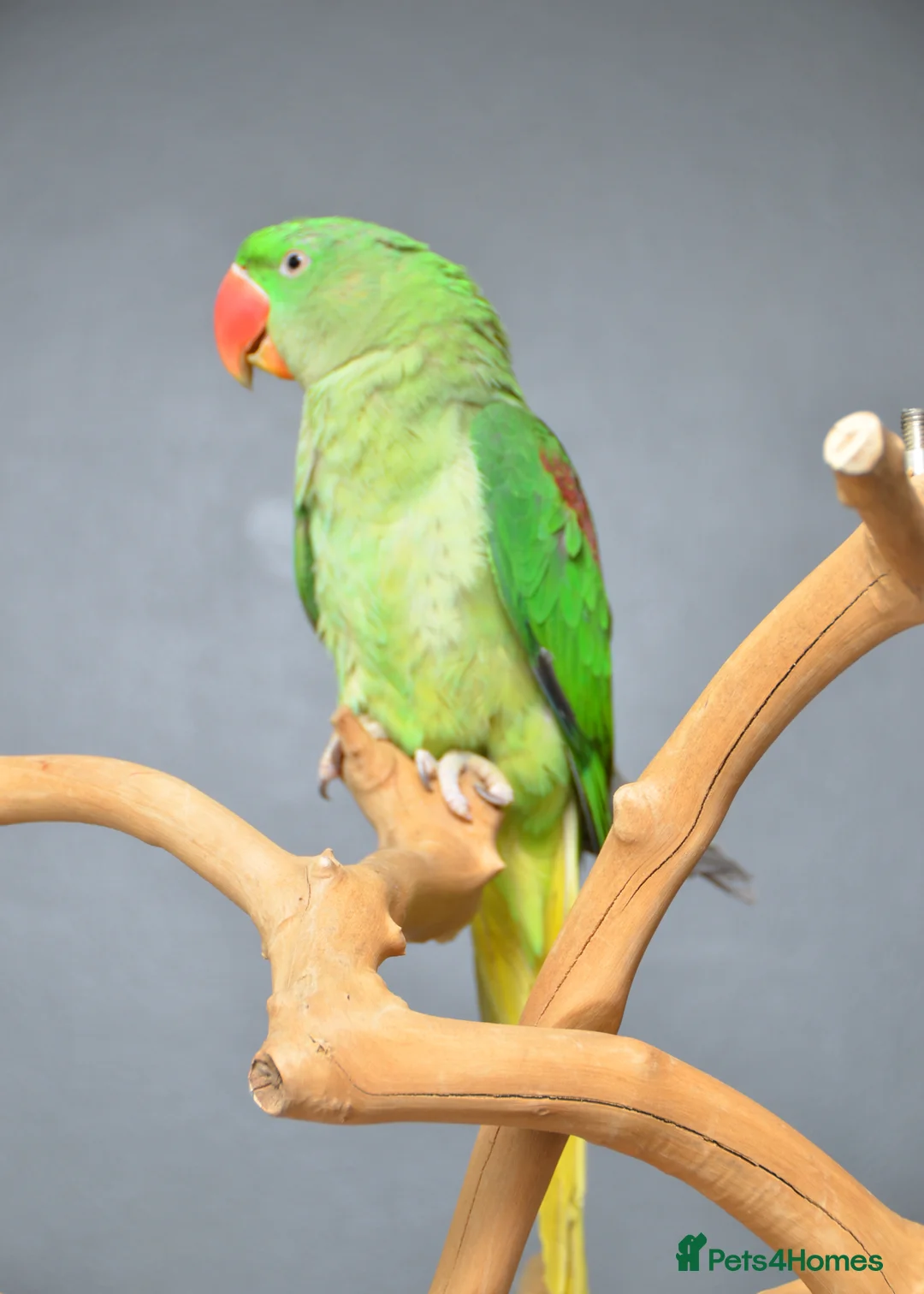 Parrots birds for sale: Talking Parrot and bird Available - Advert 2