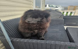 Chow Chow dogs for sale: Outstanding 3 beautiful chow pups - Image 4