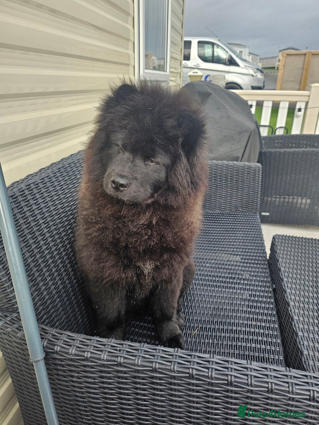 Chow Chow dogs for sale: Outstanding 3 beautiful chow pups - Image 4
