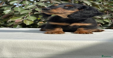 Miniature Dachshund dogs - Advert 15