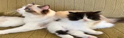 Persian cats for sale: 6 week Ragdoll x Persian Kittens - see description - Advert 10