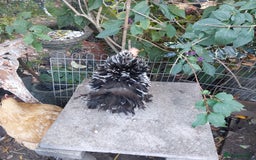 Hens poultry for sale: 4 MIXED PUREBRED HENS - Image 6