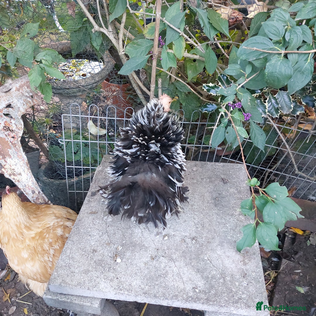Hens poultry for sale: 4 MIXED PUREBRED HENS - Image 6