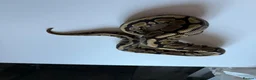 Python Snake reptiles for sale: Ball pythons various reduced  - Advert 17