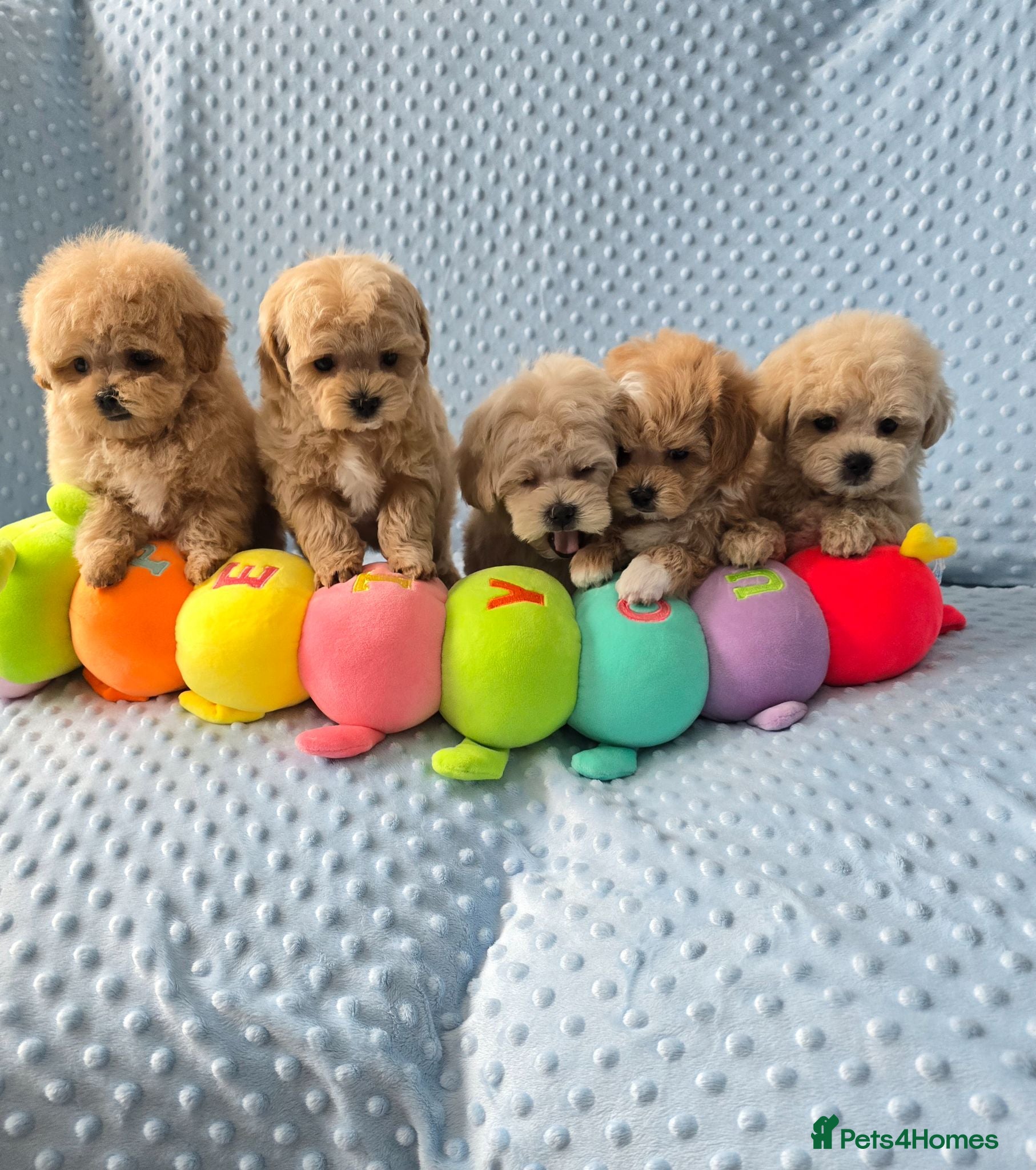 Maltipoo dogs  Beautiful  Maltipoo - Advert 1