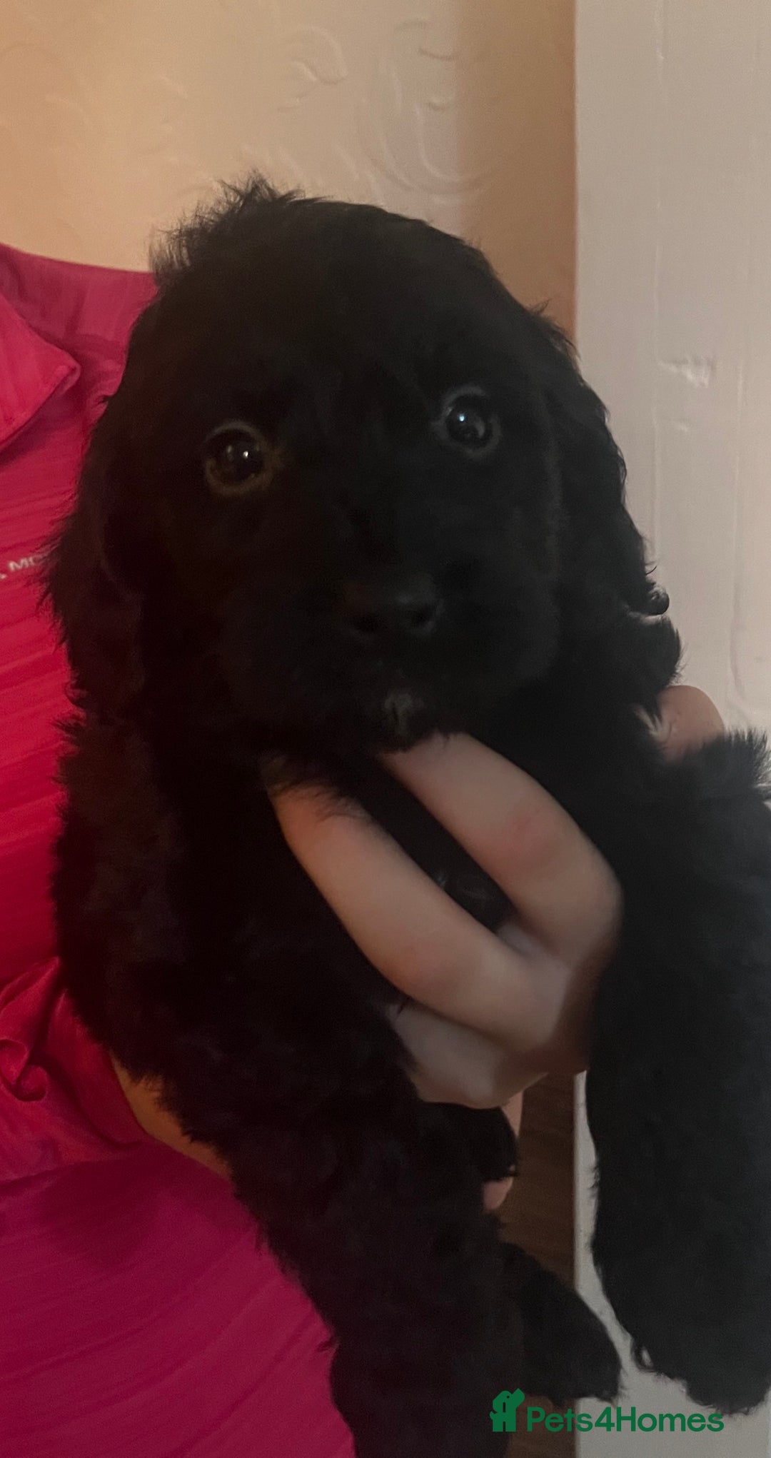 Cockapoo dogs for sale: 5 beautiful F1 cockerpoos  - Image 25