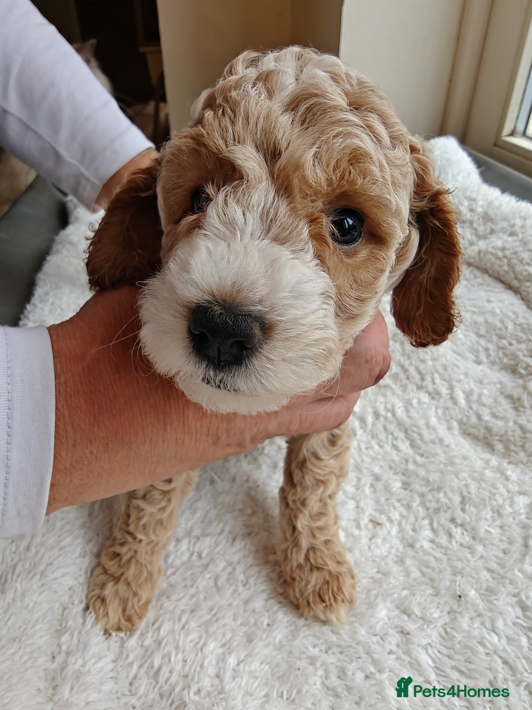 Cockapoo dogs for sale: Gorgous F1B Cockapoo Puppies ready 12th October  - Image 14