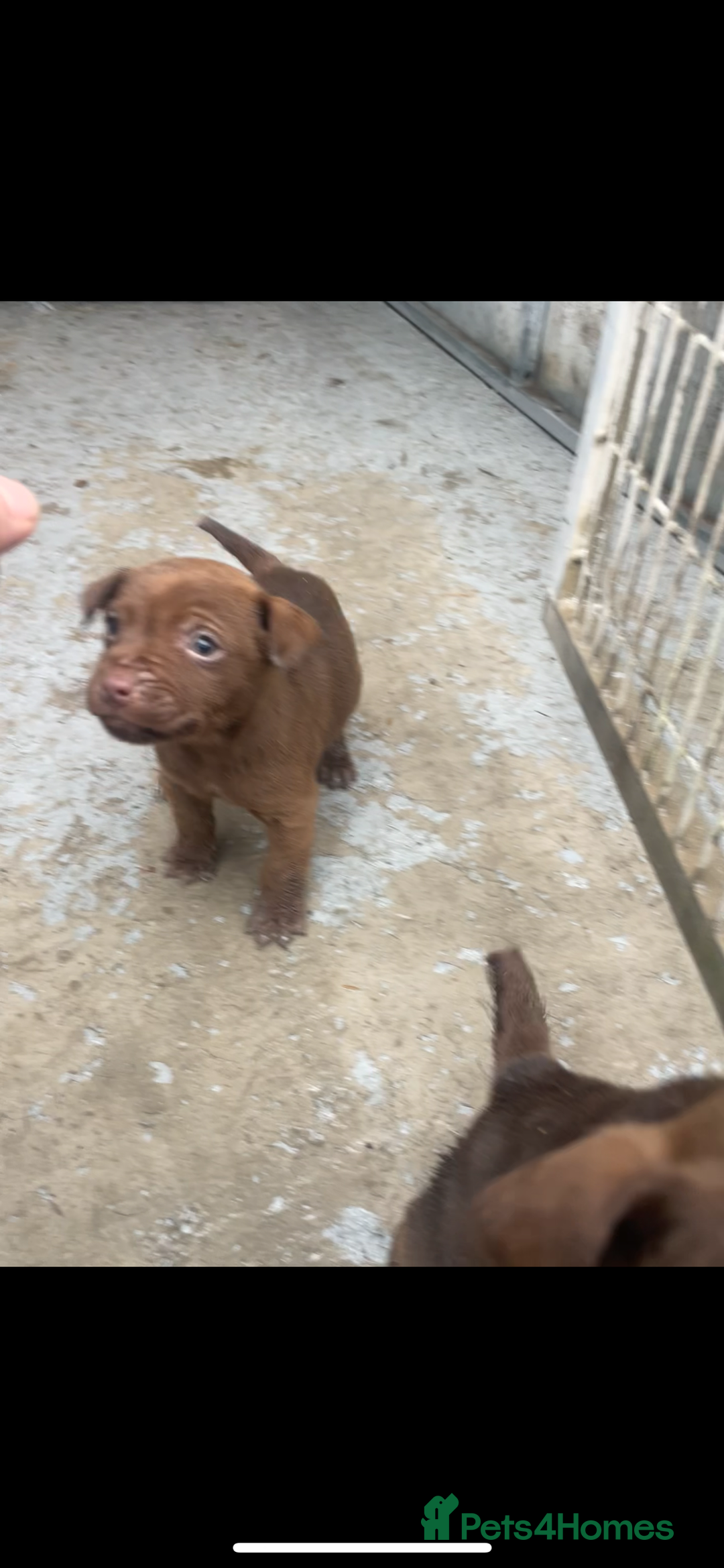 Patterdale Terrier dogs for sale: Patterdale terrier pups  - Advert 3