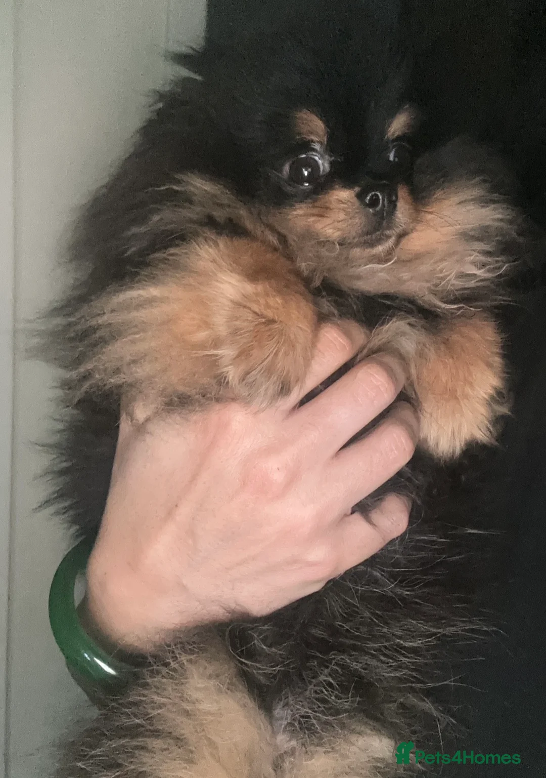 Pomeranian dogs for sale: Teeny tiny male Pomeranian - Advert 7