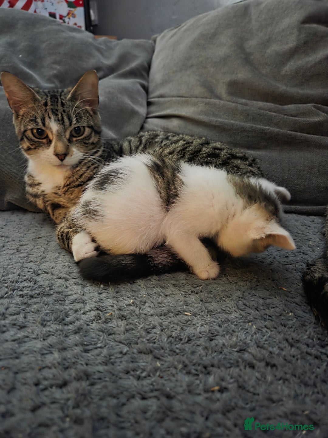 Mixed Breed cats for sale: 3 male cats available  - Advert 4