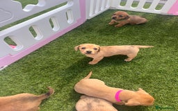 Mixed Breed dogs for sale: 7 beautiful jackshund puppies for sale - Image 37
