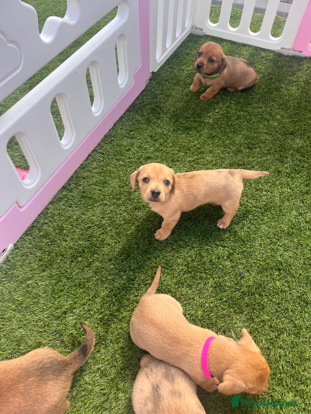 Mixed Breed dogs for sale: 7 beautiful jackshund puppies for sale - Image 37