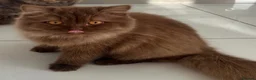 British Longhair cats for sale: Cinnamon British long hair girl 🧡 - Advert 17