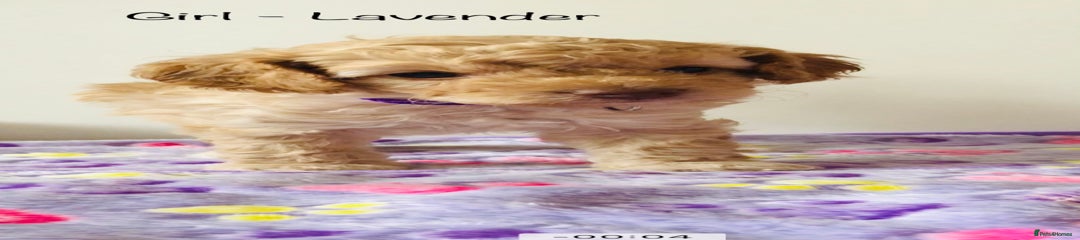 Lavender 