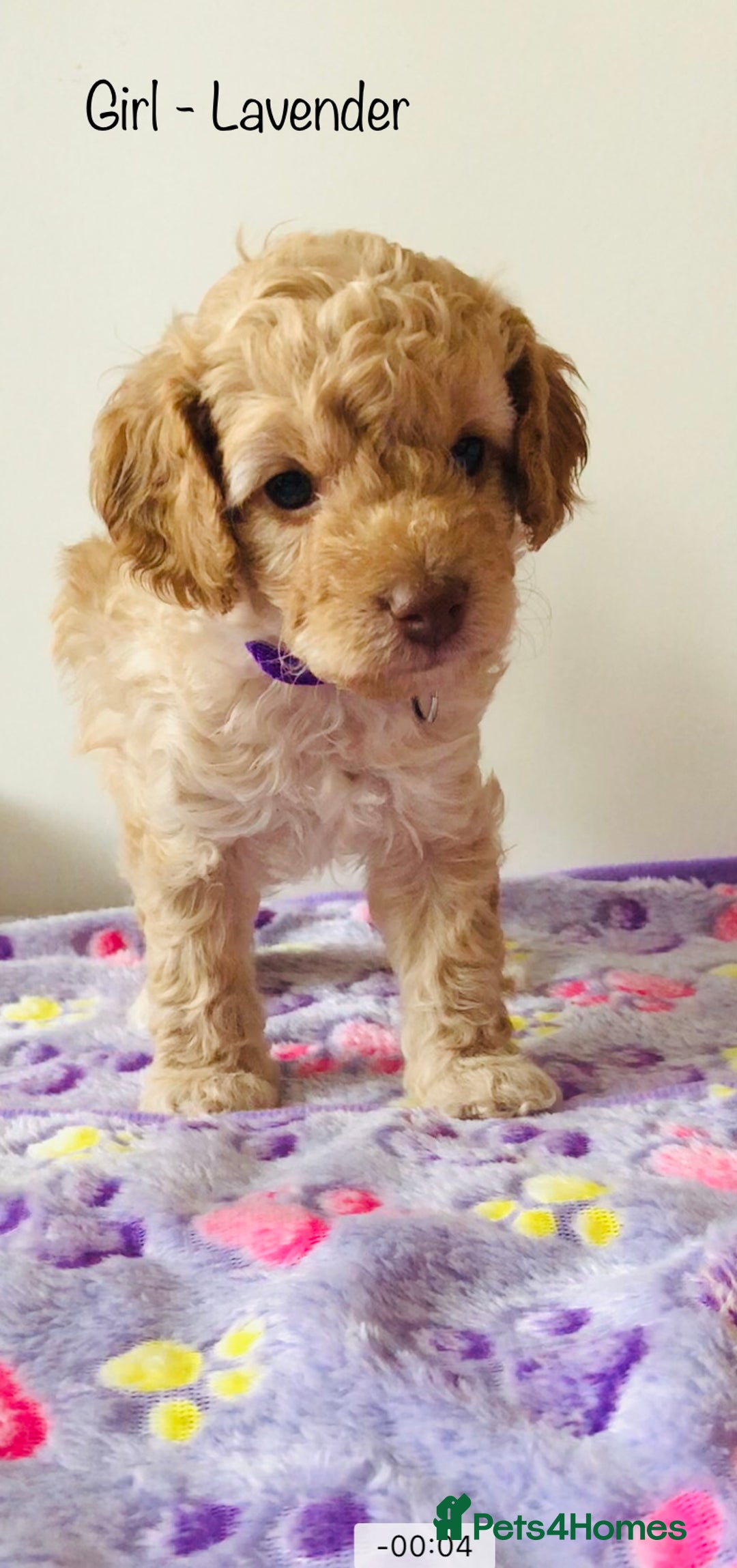 Cockapoo dogs for sale: Cockapoo Puppies - Image 11
