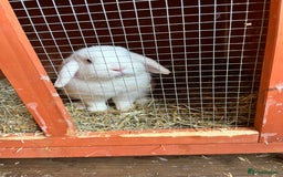 Mini Lop rabbits for sale: pure breed mini lops for sale - Advert 3