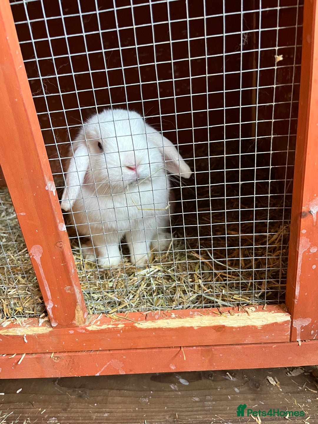 Mini Lop rabbits for sale: pure breed mini lops for sale - Advert 3